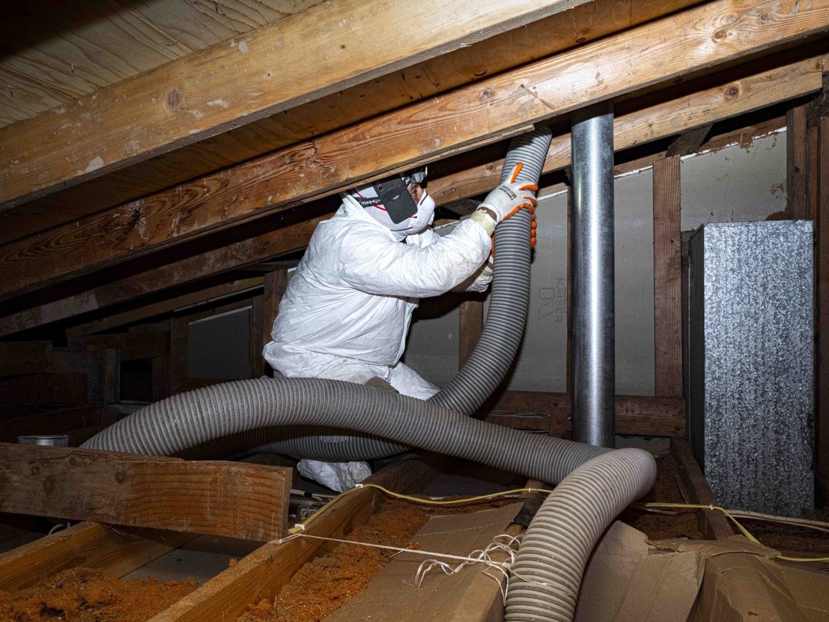 Technician removing rodent-contaminated attic insulation in Dallas, TX