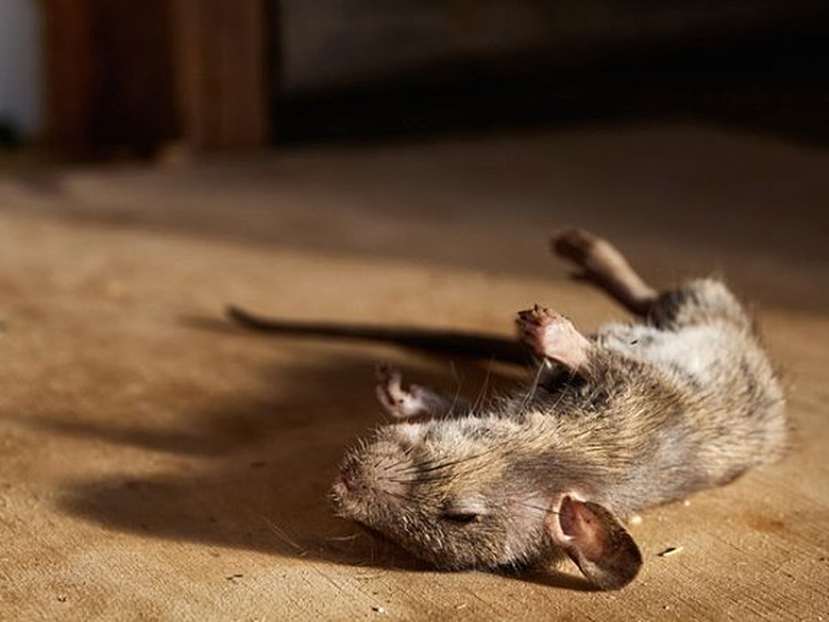 Technician locating a dead rodent odor source in a Dallas, TX wall void