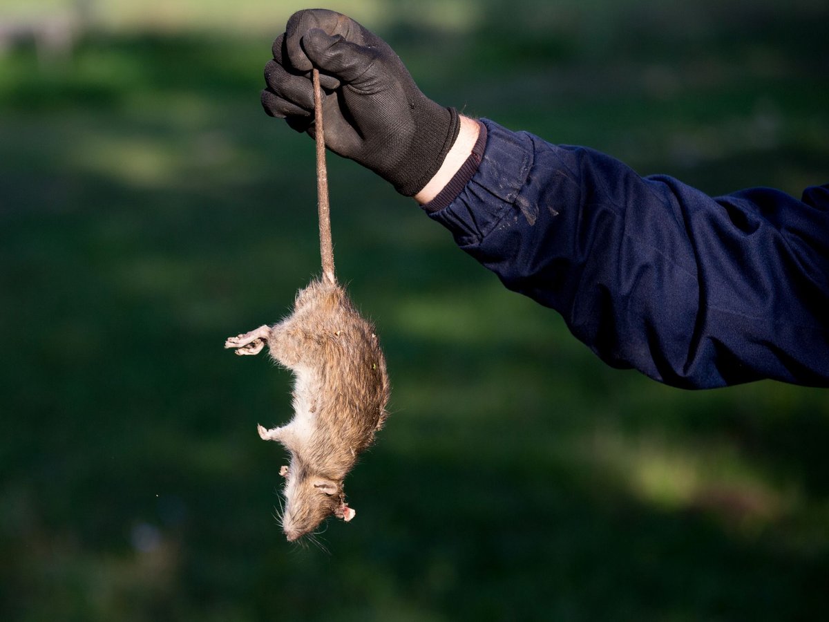 Technician responding to an emergency rodent call in a Dallas, TX home
