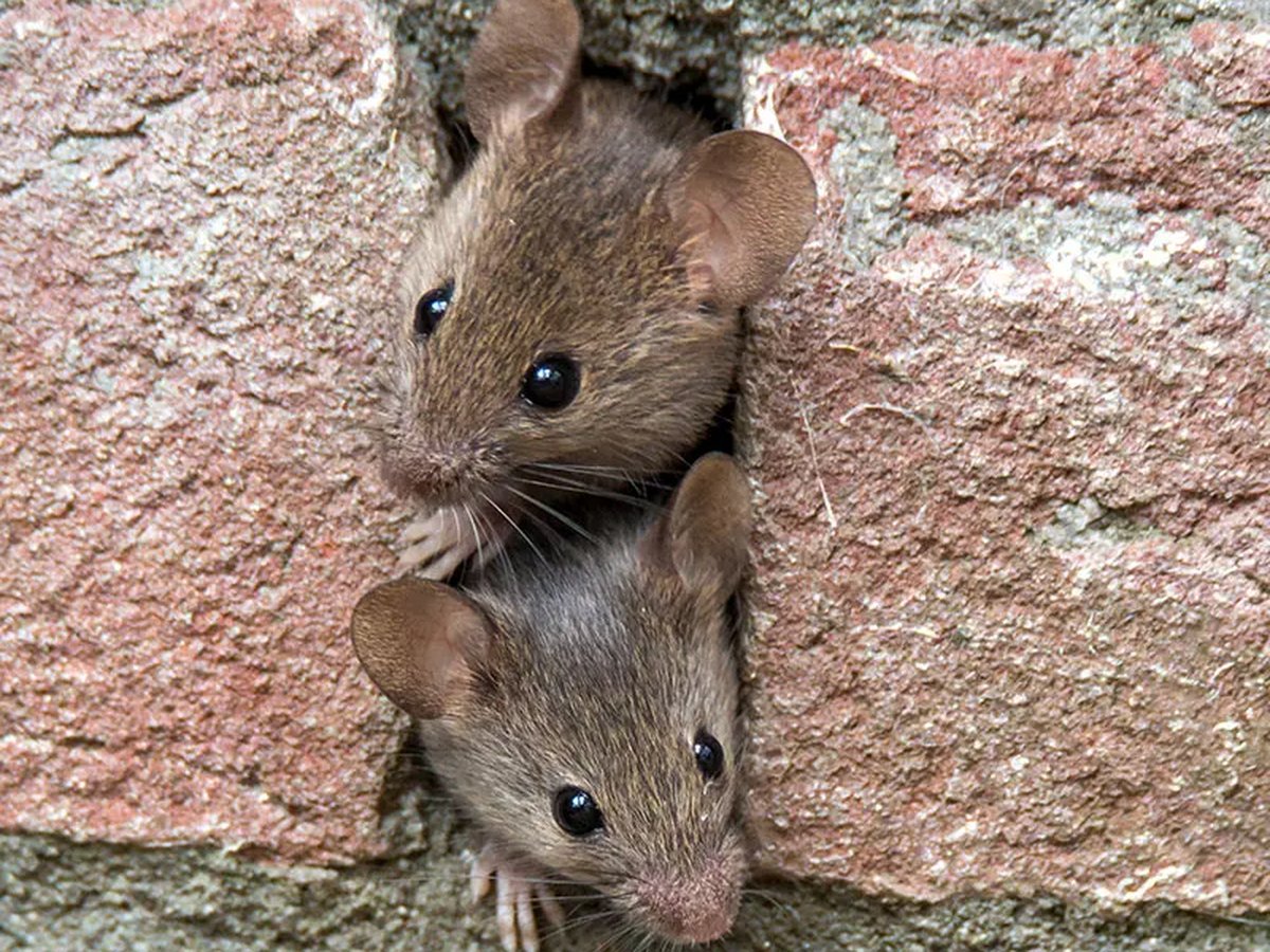 House mouse near a kitchen baseboard gap in a Dallas, TX home