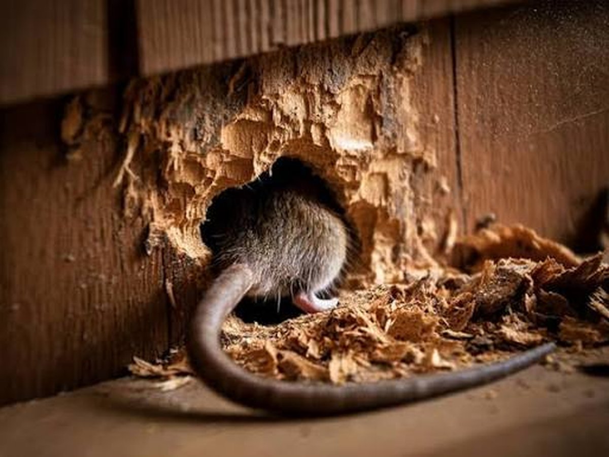 Preventive rodent-proofing inspection of a home's roofline in Dallas, TX